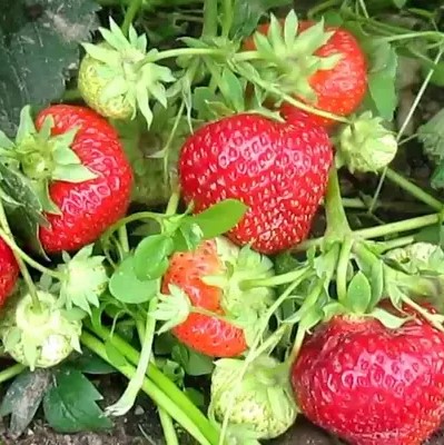 Земляника Фейт